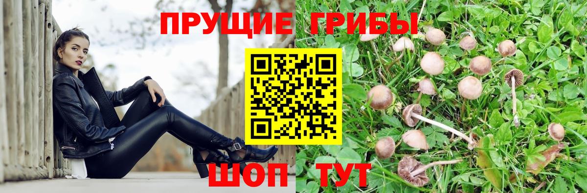 Новосибирск  Галлюциногенные грибы MAGIC MUSHROOMS  сколько стоит  Вход с VPN  Псилоцибиновые грибы прущие грибы 